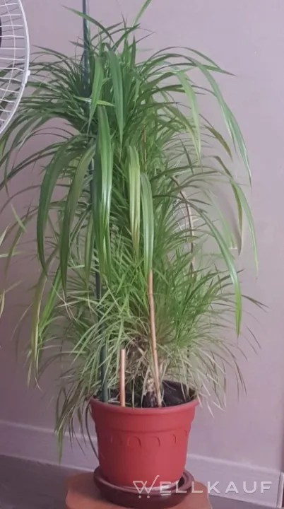 Pandanus-Zimmerpflanze