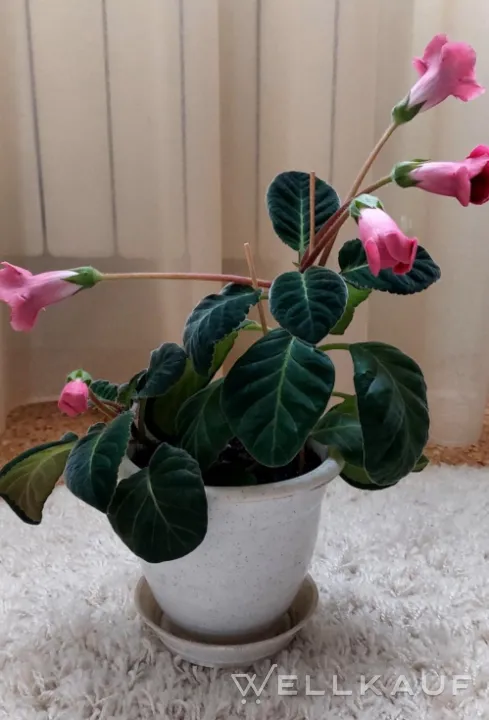 Gloxinia