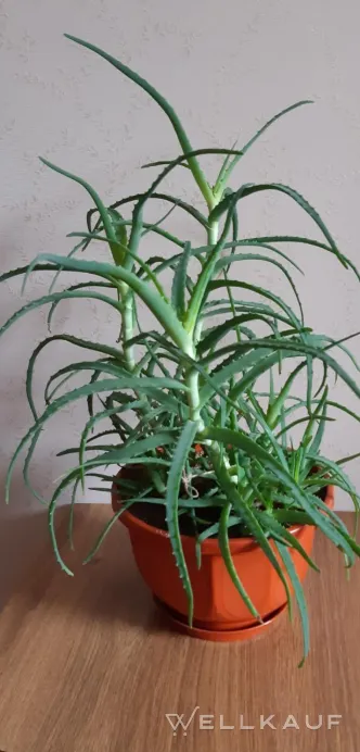 Aloe