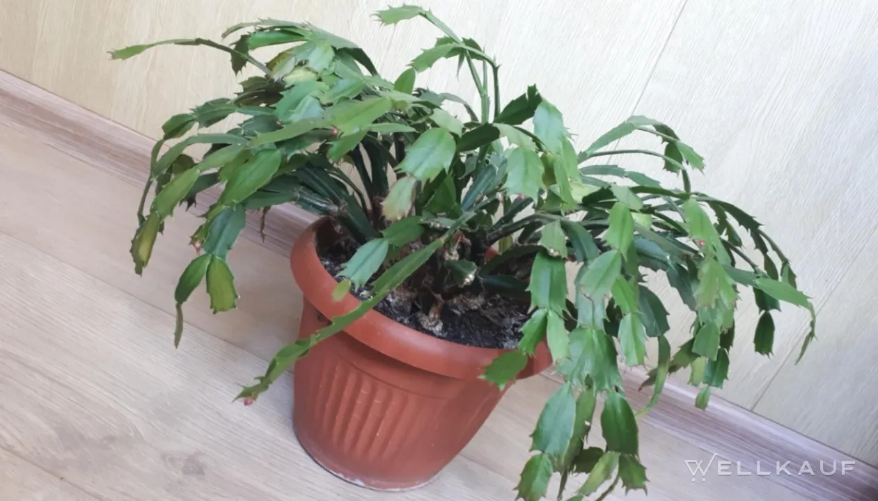 Schlumbergera