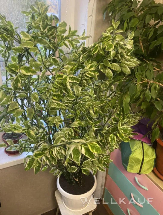Ficus