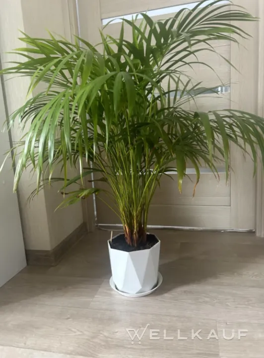 Palme
