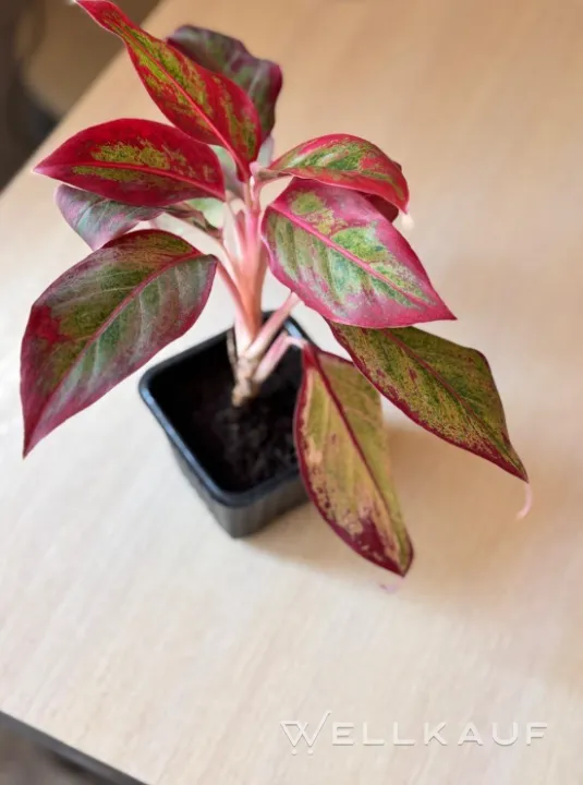 Aglaonema