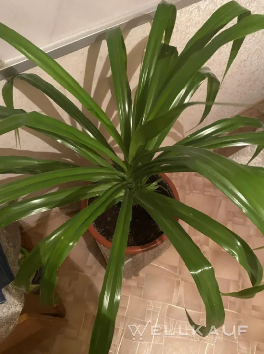 Palme