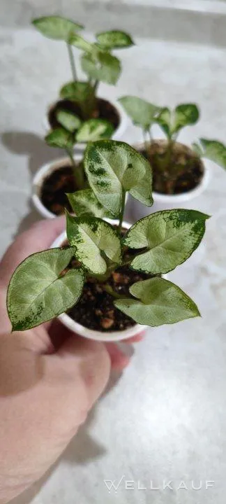 Syngonium 'Angel Baby'.