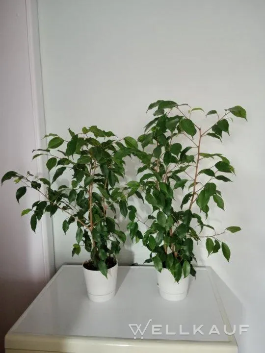 Ficus Benjamini.
