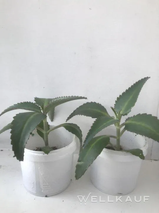 Kalanchoe