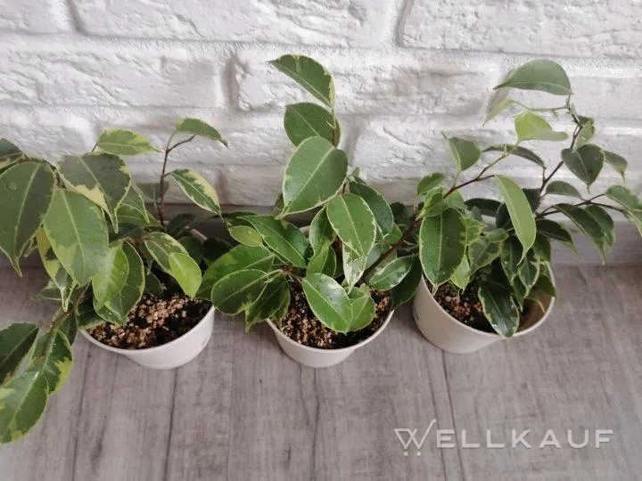 Ficus Anastasia.