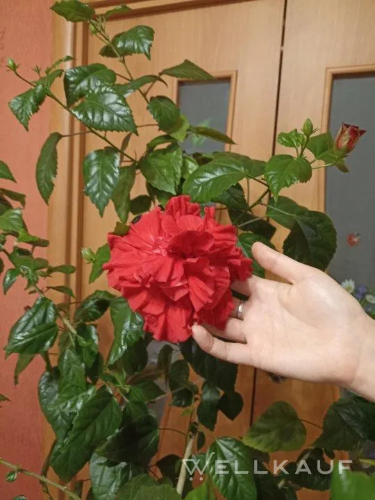 Gefüllter roter Hibiskus.