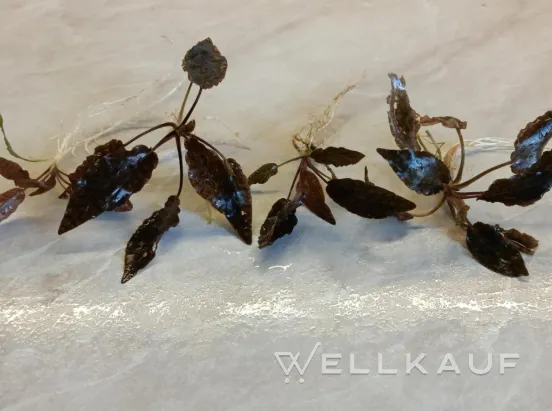 Cryptocoryne Nuri