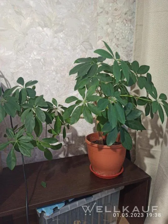 Schefflera.