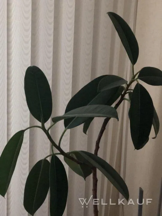 Ficus.