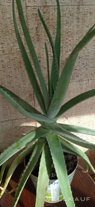 Aloe