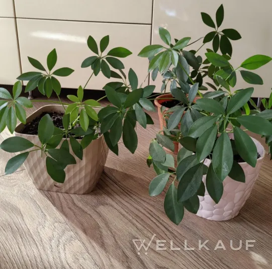 Schefflera