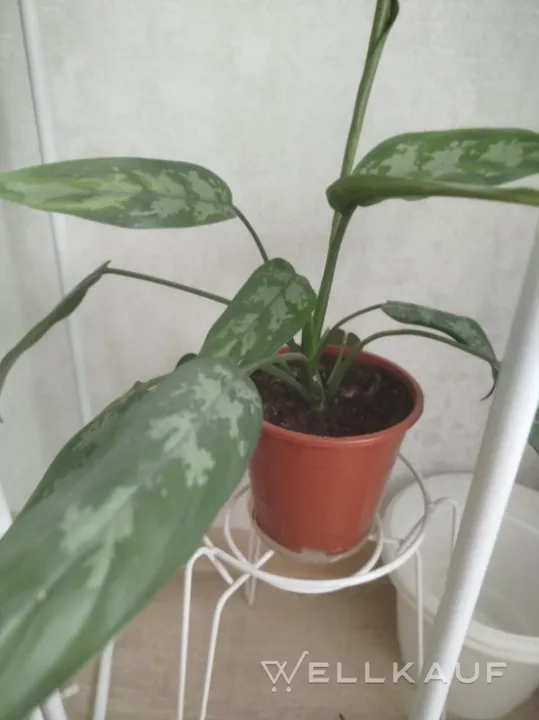 Chlorophytum