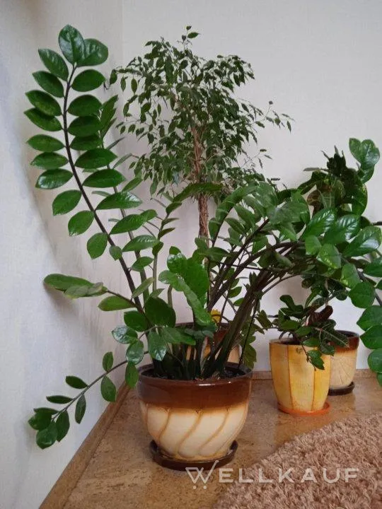 Zamioculcas.