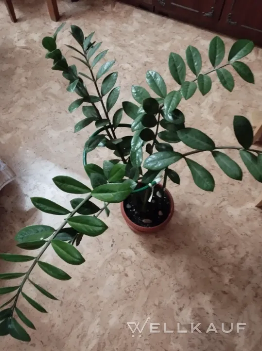 Zamioculcas