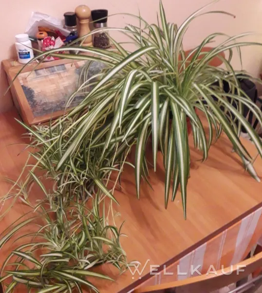 Chlorophytum comosum