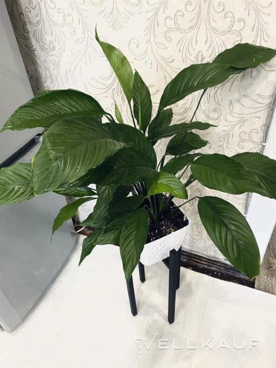 Spathiphyllum.