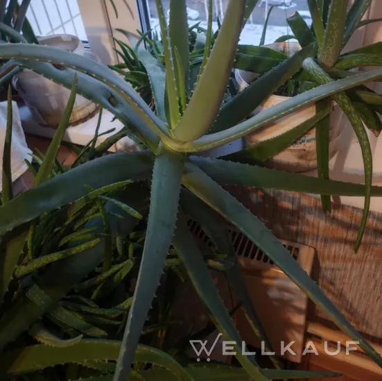 Aloe vera, 5 Jahre alt