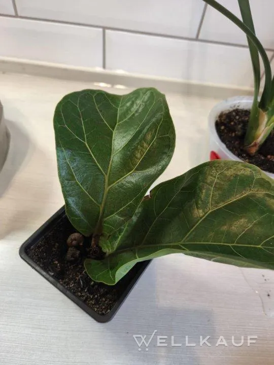 Geigenfeige (Ficus lyrata)