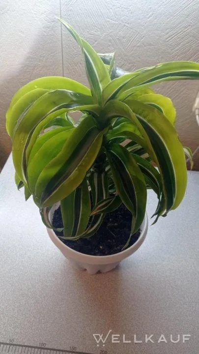 Duftender Drachenbaum