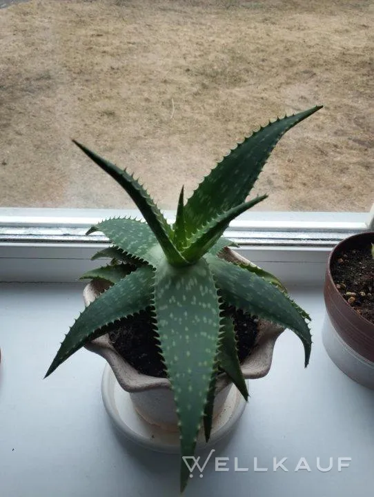 Aloe Vera