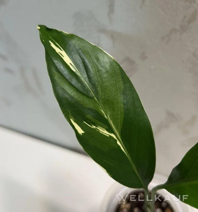 Spathiphyllum Picasso