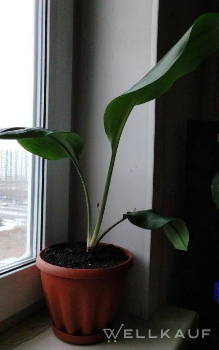 Zimmerpflanze.