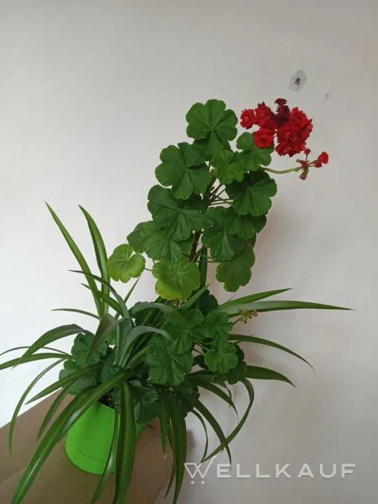 Geranie und Grünlilie