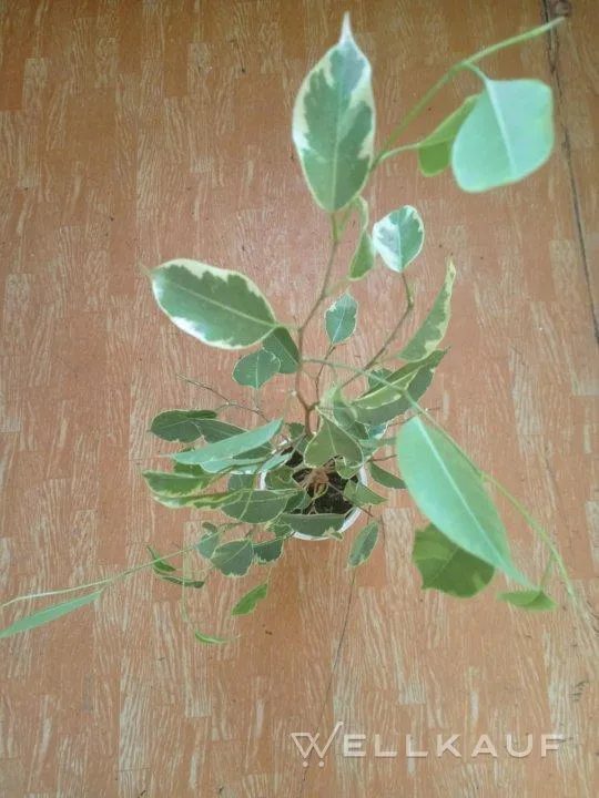Ficus benjamina