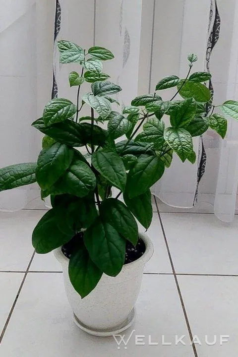 Clerodendrum Thompson