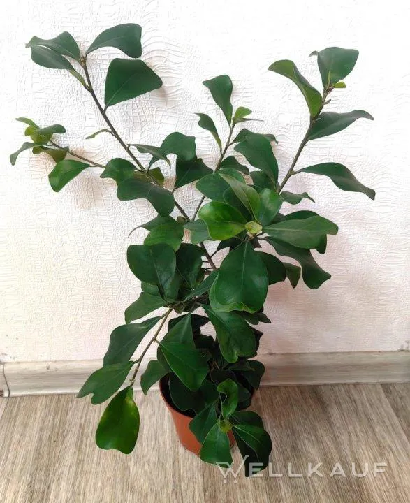 Ficus Triangle