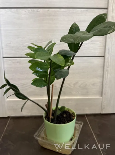 Zamioculcas