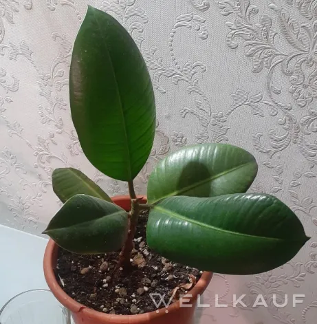 Ficus elastica