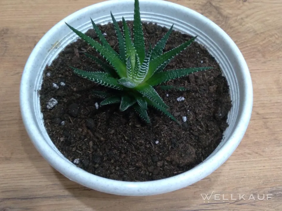Haworthia