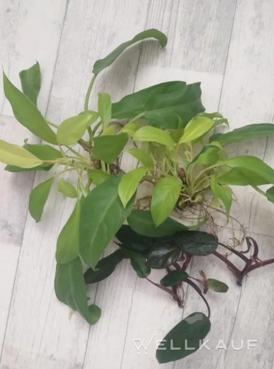 Philodendron Malay Gold