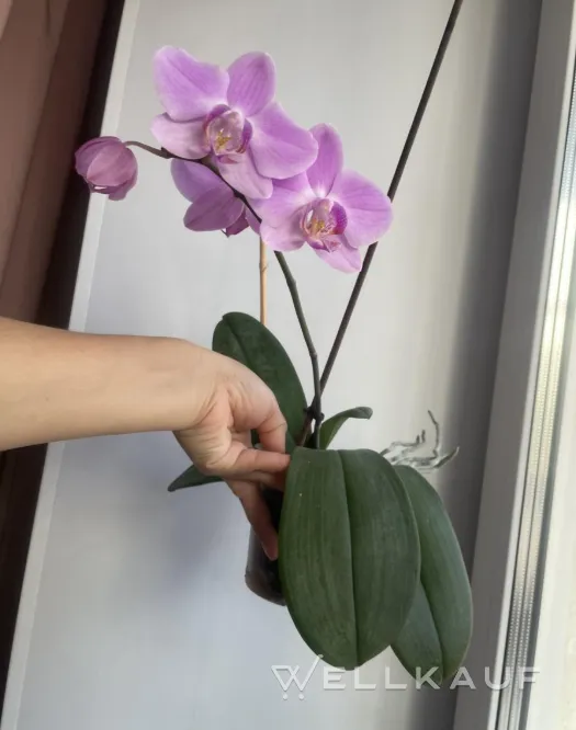 Phalaenopsis-Orchidee