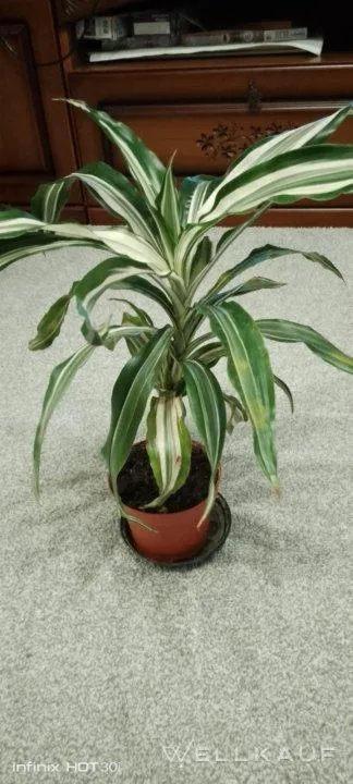 Geliebter Drachenbaum