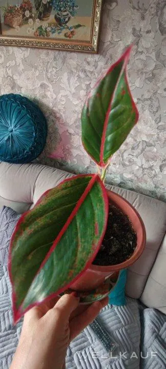 Aglaonema Crete