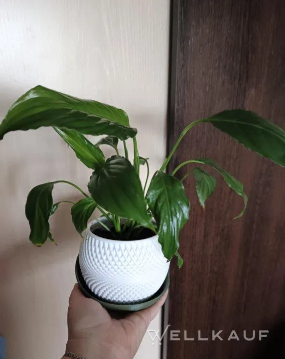 Spathiphyllum 'Chopin' 