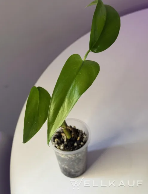 Epipremnum giganteum