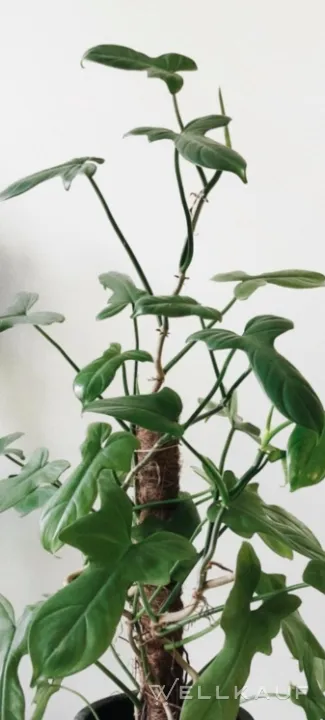 Philodendron