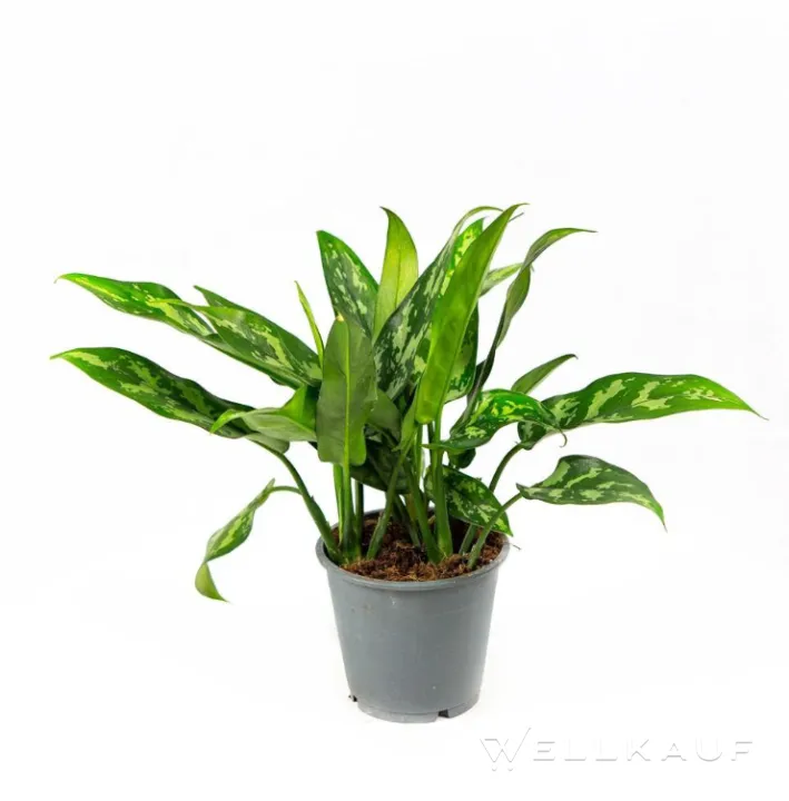 Aglaonema