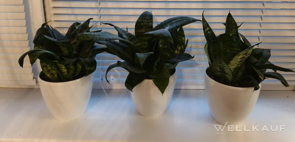 Sansevieria im Blumentopf
