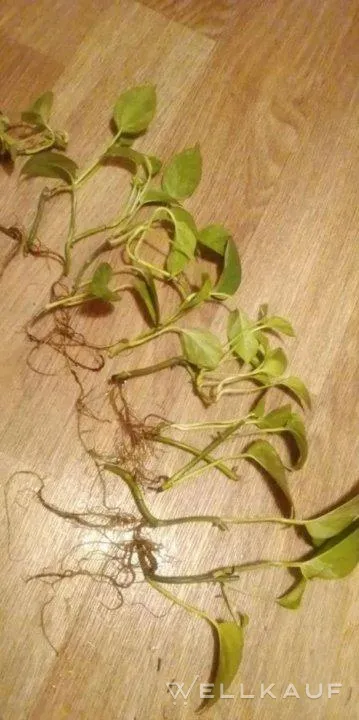 Epipremnum 'Marble Queen'