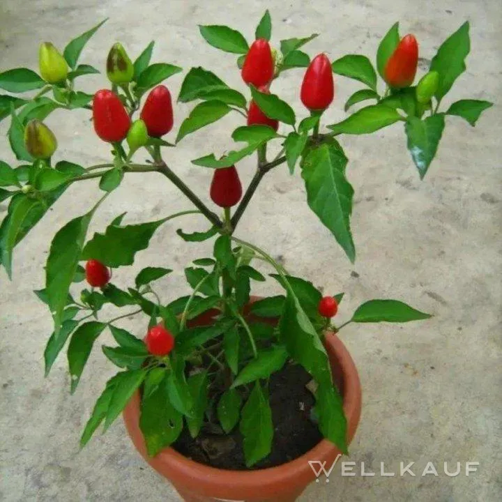 Scharfe Paprika für drinnen