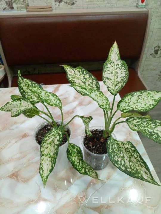 Aglaonema 'White Angel'.