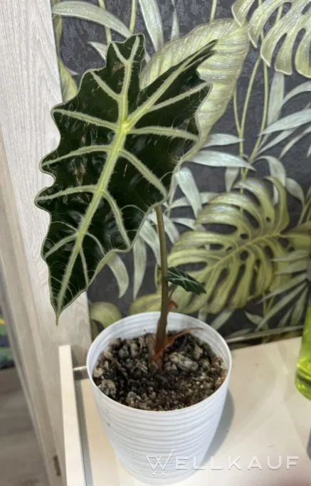 Alocasia