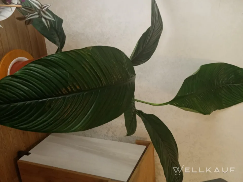 Spathiphyllum Sensation